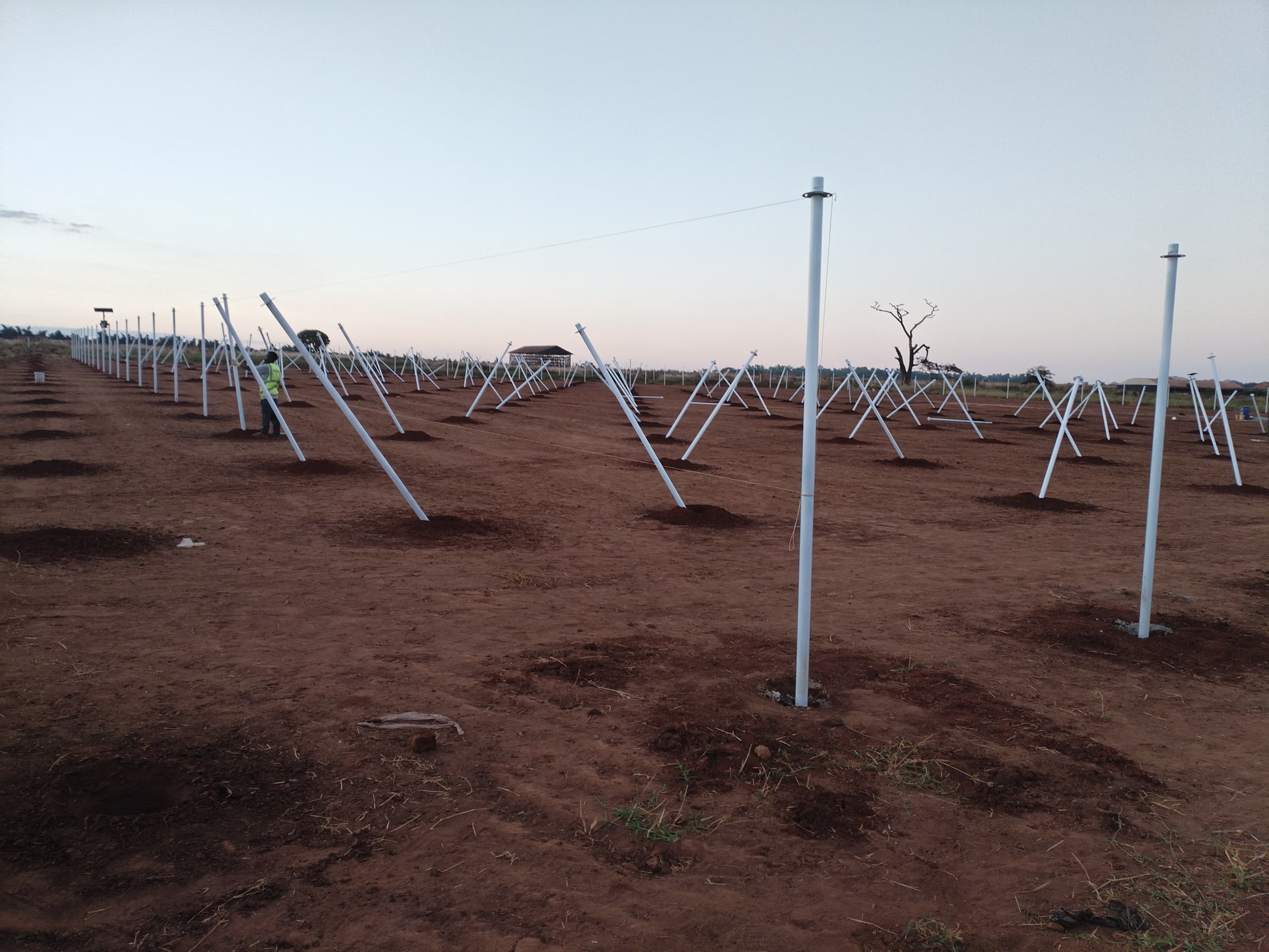 Four-hectare shade-netting support structure of powder-coated steel poles installed on a prepared site